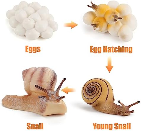 Montessori Life Cycle Snail Figurines Learning Toy