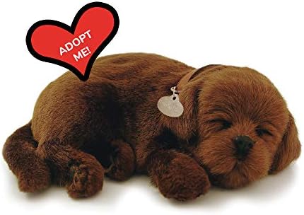Perfect Petzzz - Realistic Chocolate Lab Stuffed Toy