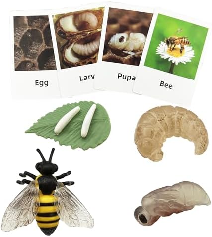 Mbrain Bee Life Cycle Set with Flash Cards