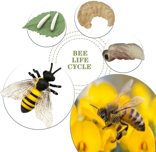 Mbrain Bee Life Cycle Set with Flash Cards