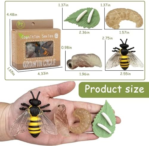 Mbrain Bee Life Cycle Set with Flash Cards