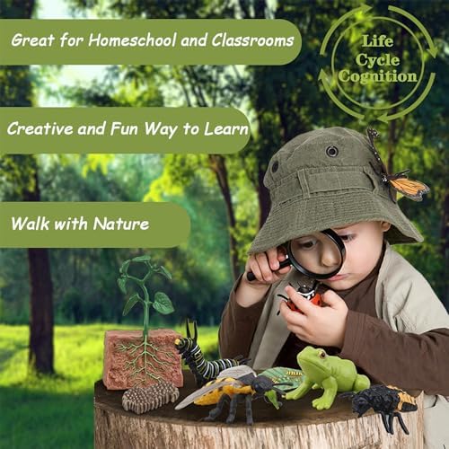 Mbrain Bee Life Cycle Set with Flash Cards