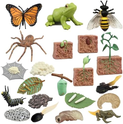 Mbrain Bee Life Cycle Set with Flash Cards