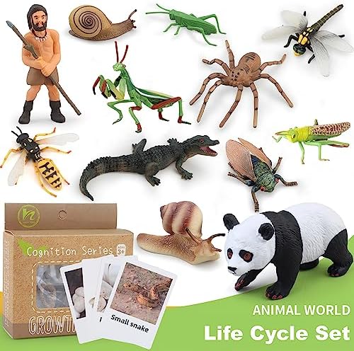 Montessori Life Cycle Snail Figurines Learning Toy