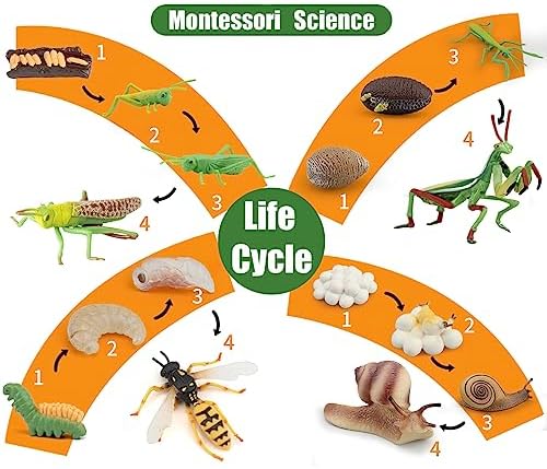 Montessori Life Cycle Snail Figurines Learning Toy