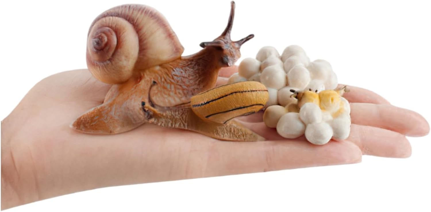 Montessori Life Cycle Snail Figurines Learning Toy