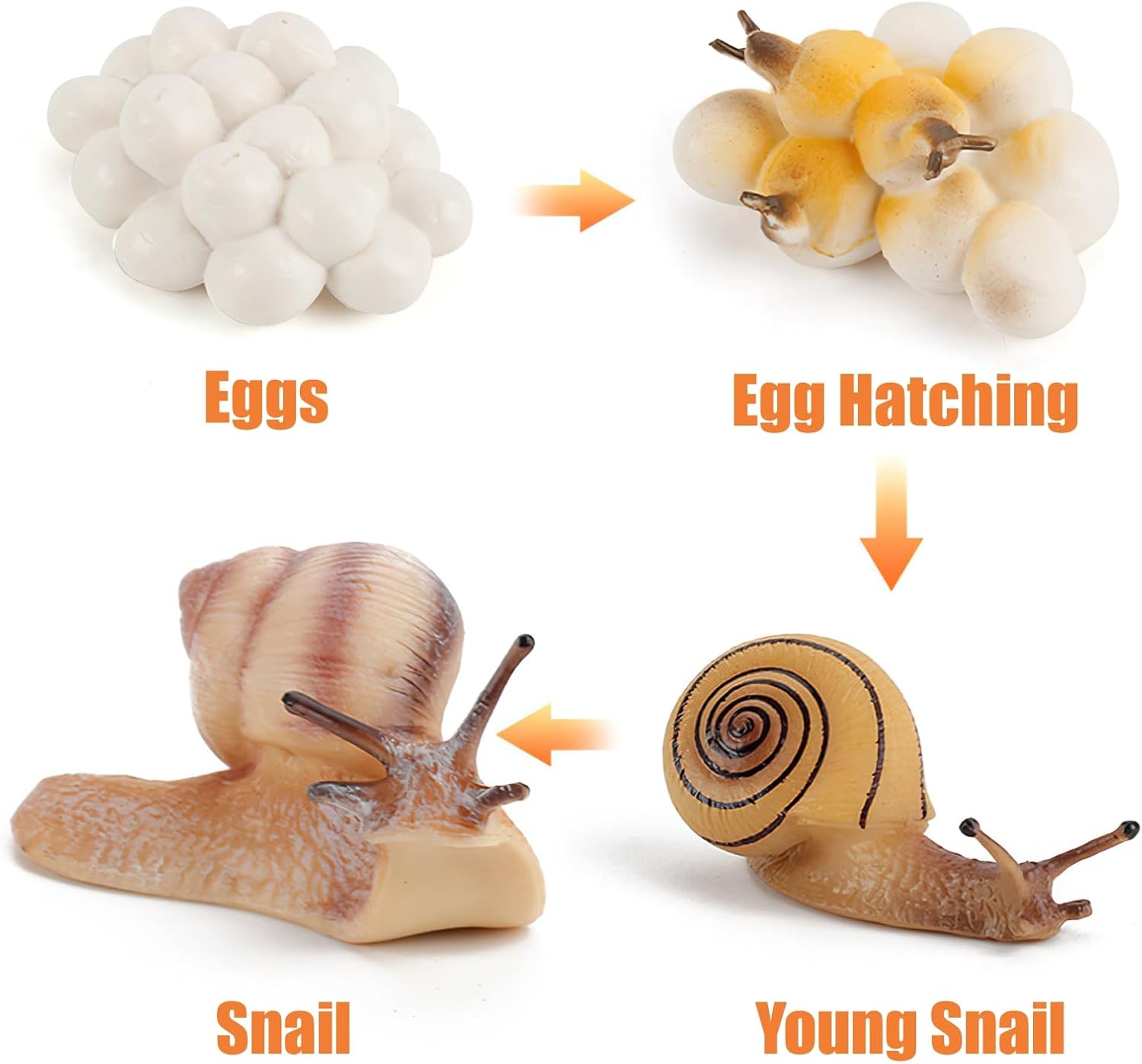 Montessori Life Cycle Snail Figurines Learning Toy