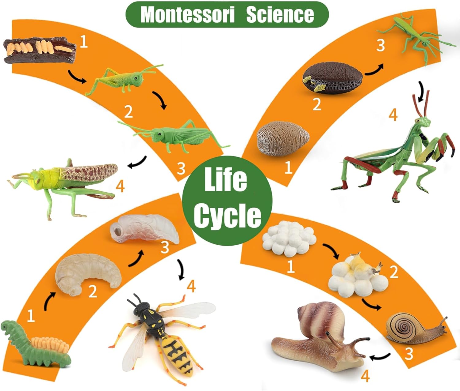 Montessori Life Cycle Snail Figurines Learning Toy