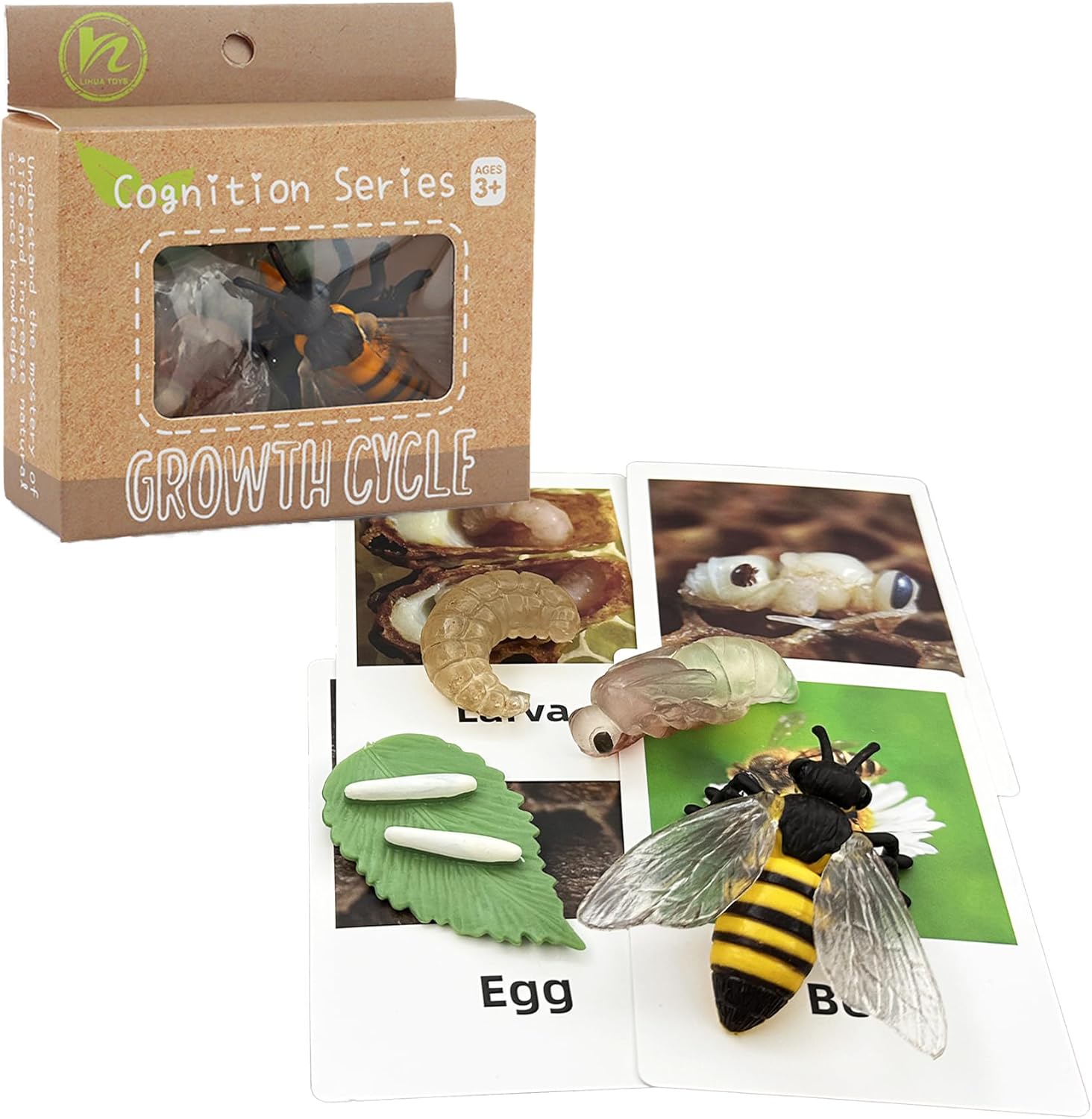 Mbrain Bee Life Cycle Set with Flash Cards