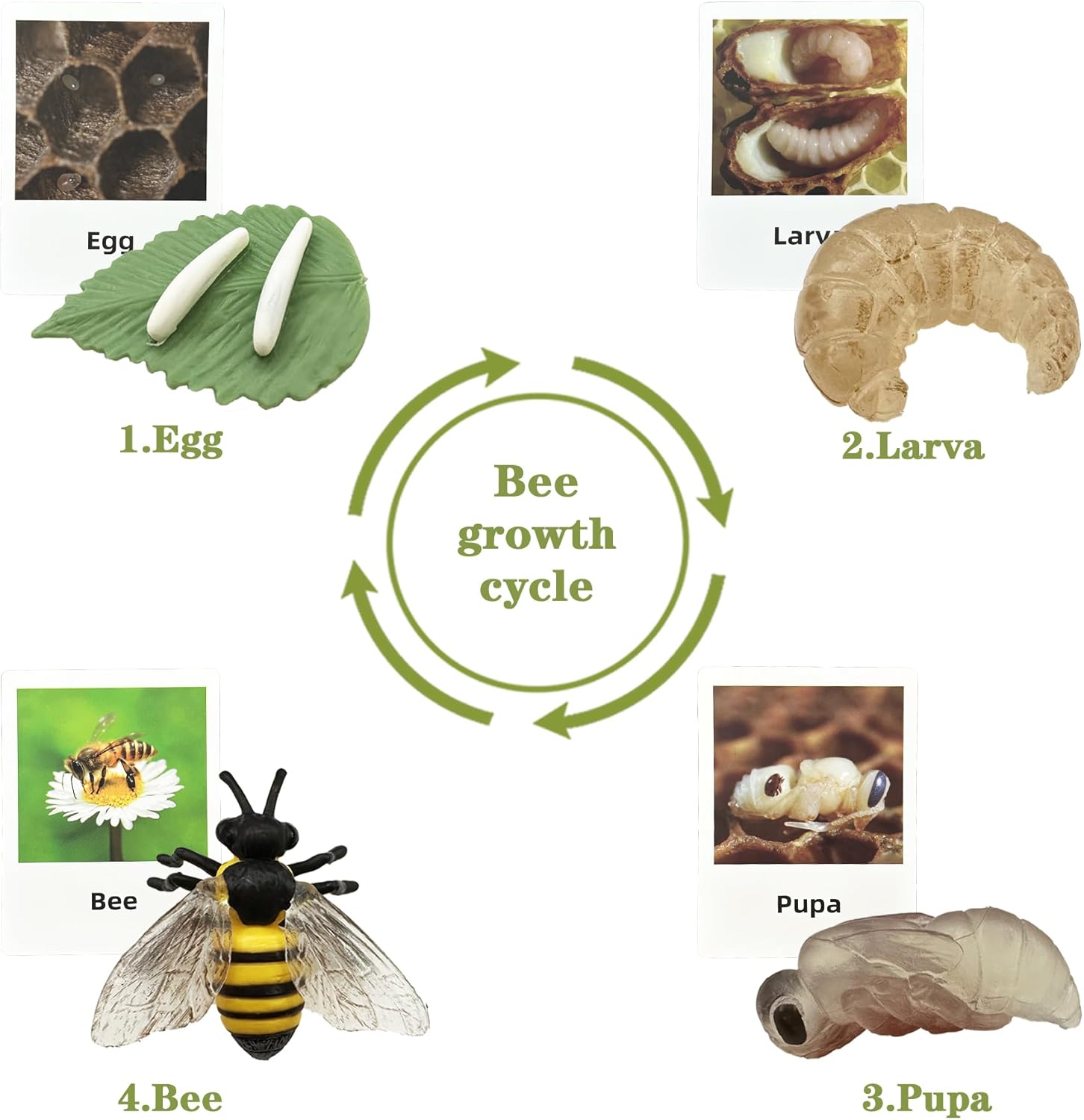 Mbrain Bee Life Cycle Set with Flash Cards