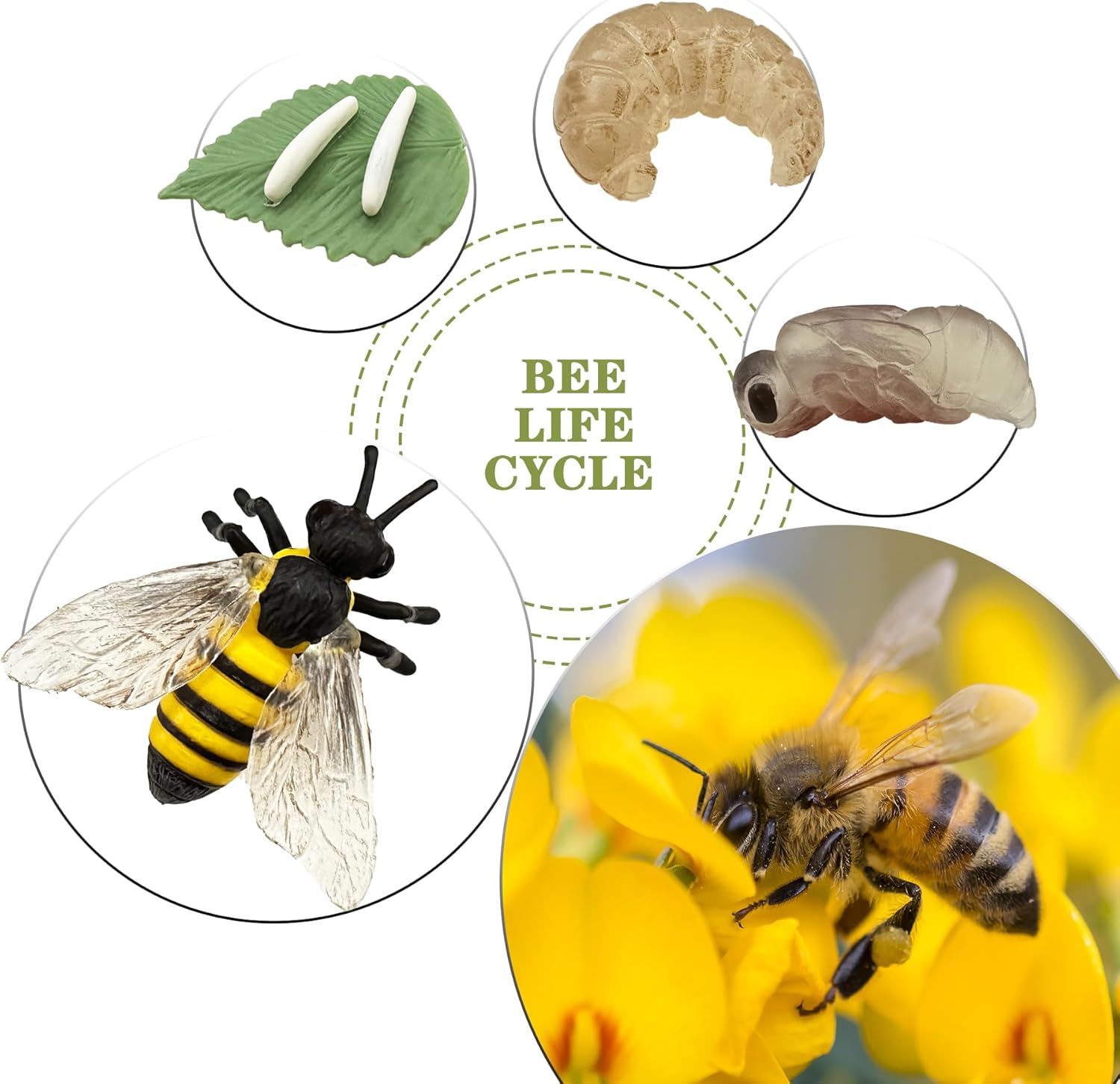 Mbrain Bee Life Cycle Set with Flash Cards