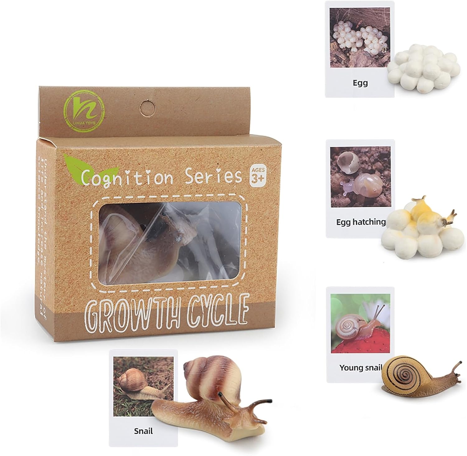 Montessori Life Cycle Snail Figurines Learning Toy