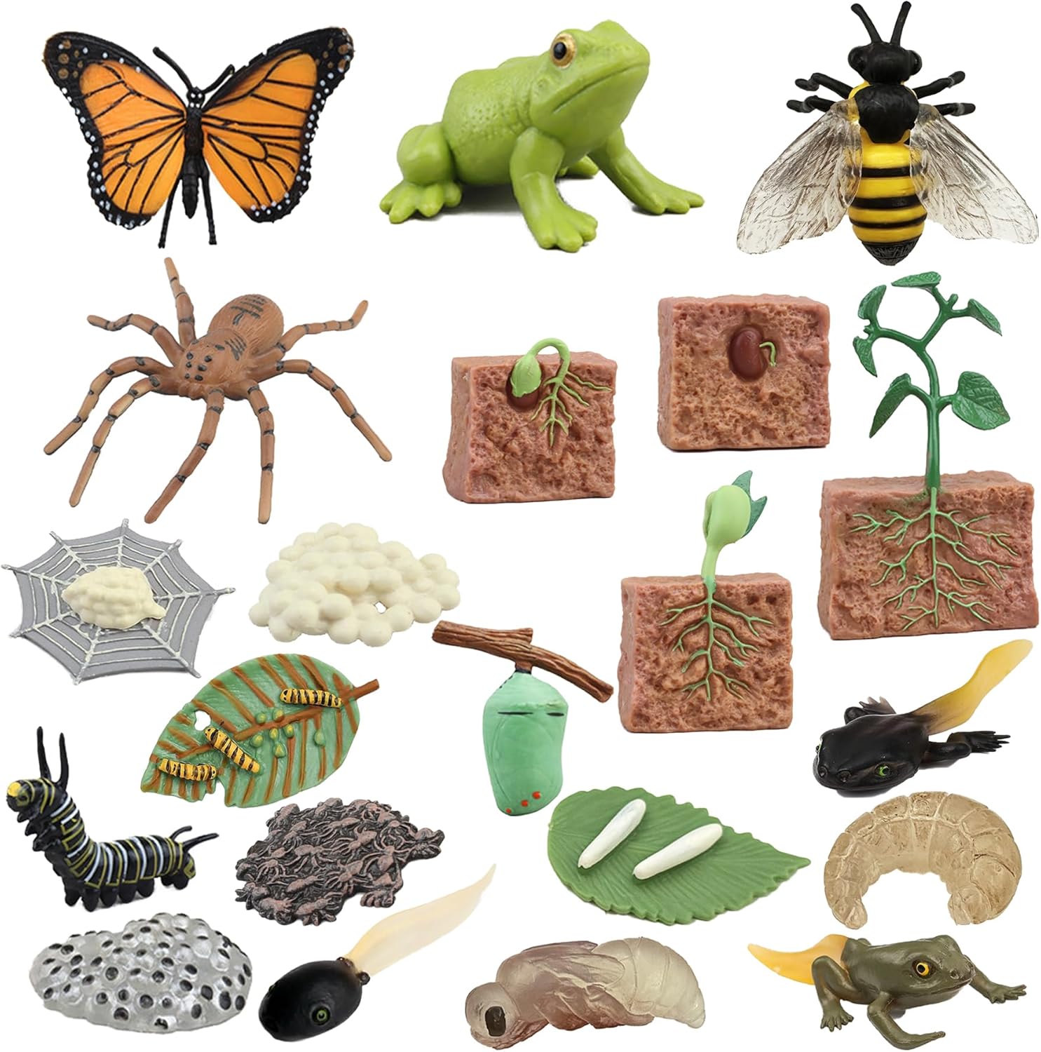Mbrain Bee Life Cycle Set with Flash Cards