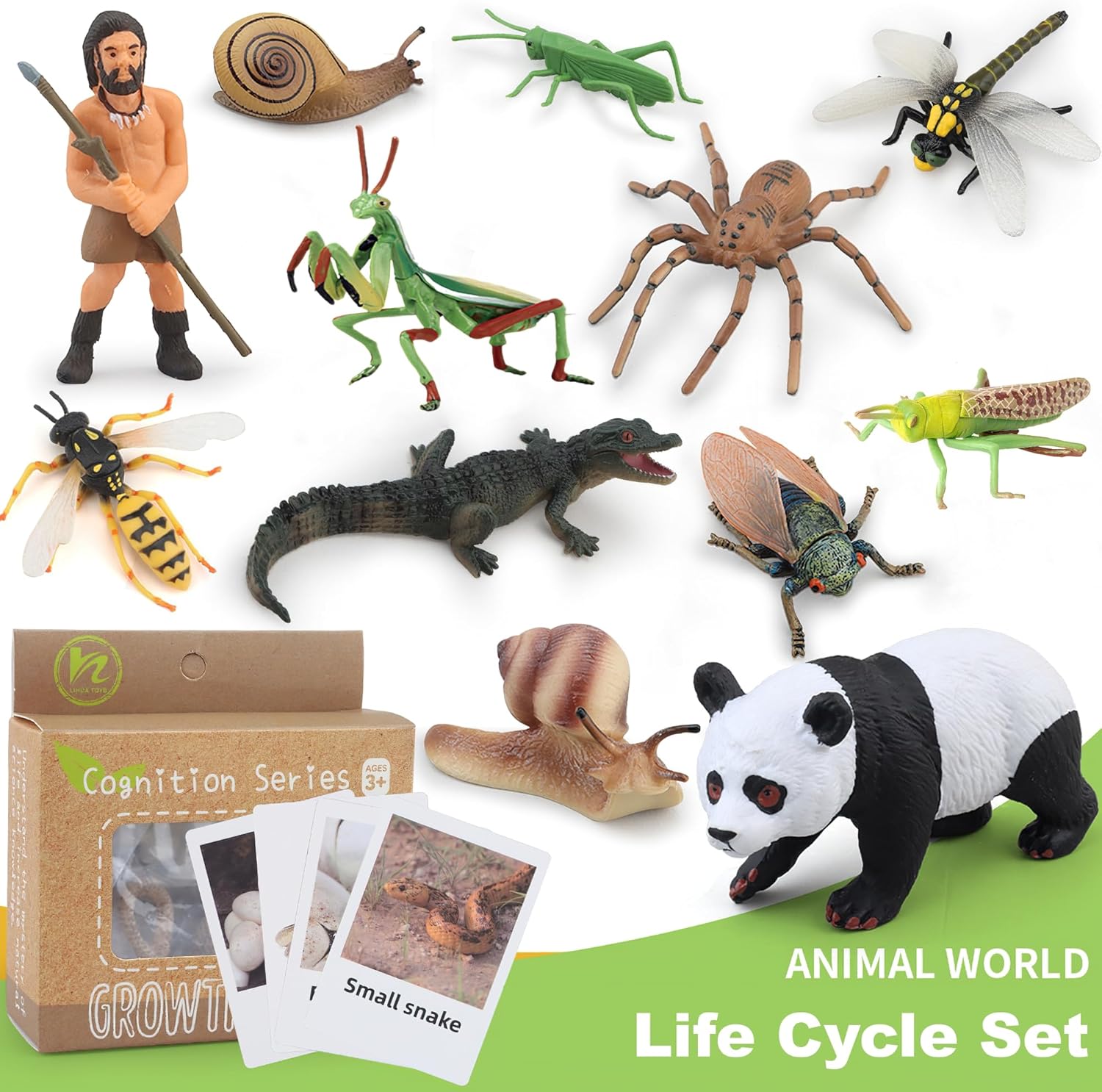 Montessori Life Cycle Snail Figurines Learning Toy